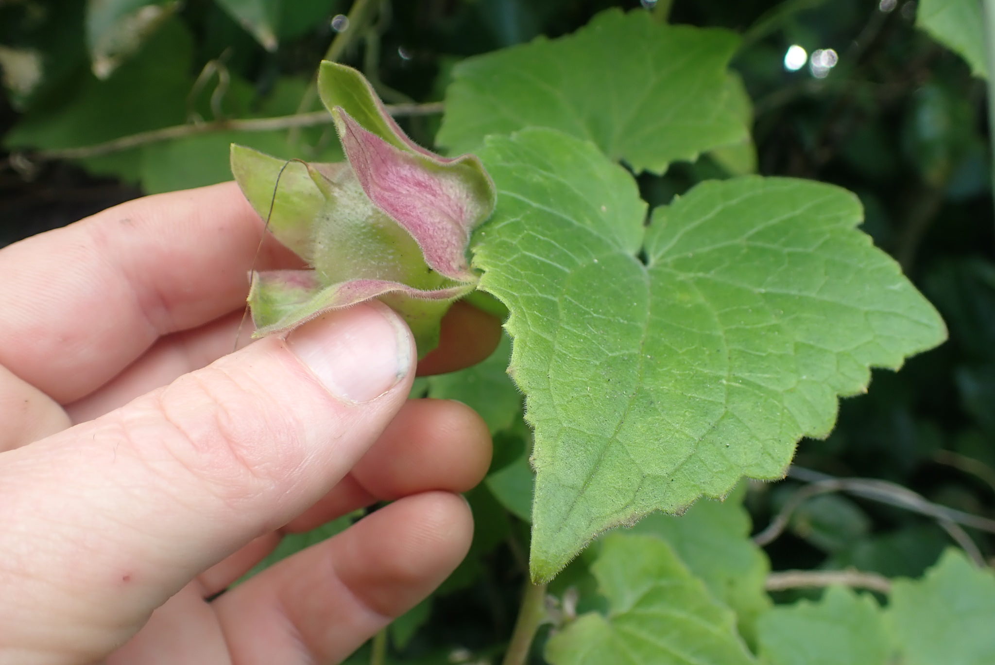 Lophospermum erubescens